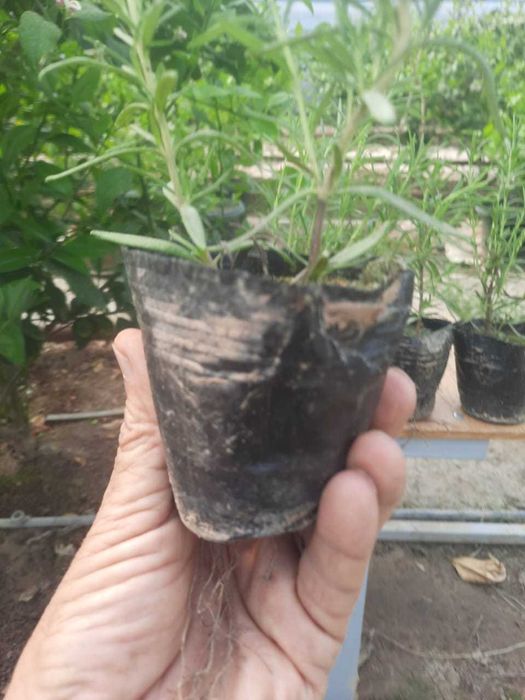 Саженцы Розмарина