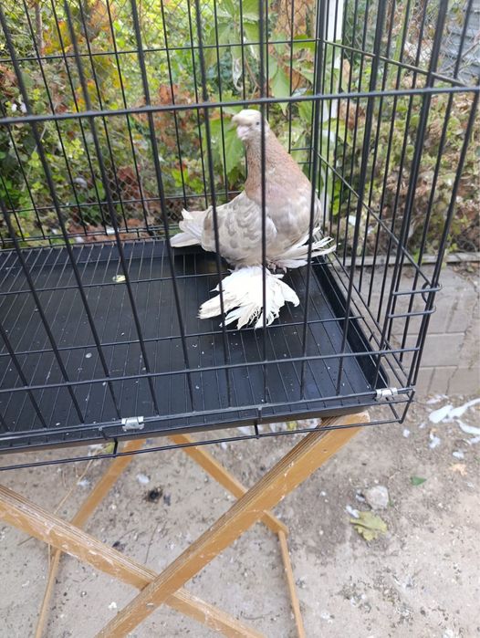 Голуби рантовые игра