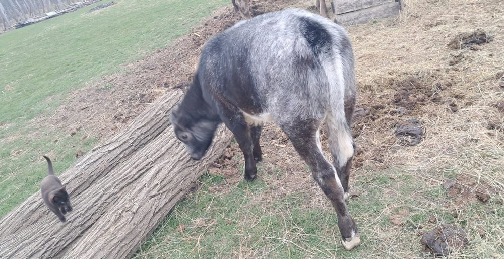 Viței 6 7 de vânzare