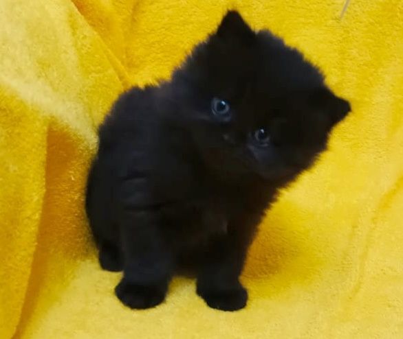 Котики и кошечки шотландские