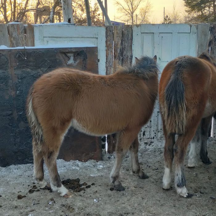 Кобылки жеребята доставка