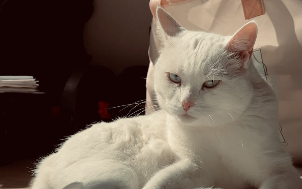 Отдаем в добрые руки