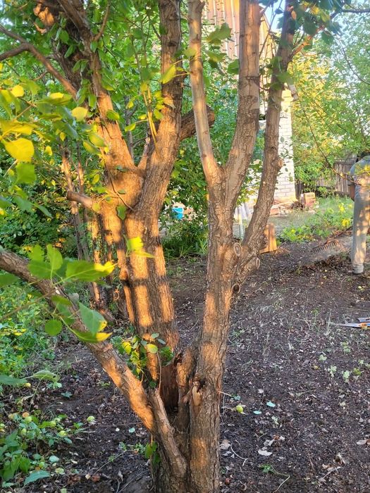 Продам дачу сад Березка