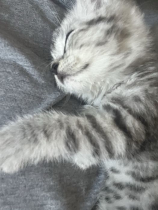 продам котенка девочка