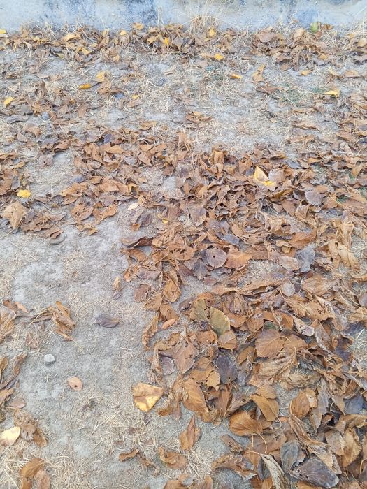 Гулистон Шахар марказида йигирма икки сутих хусусий Ер участка сотил