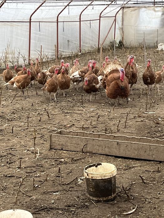 Домашно гледани пуйки ред бърбън