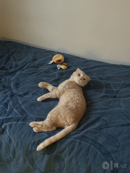 Отдаем кота в добрые руки