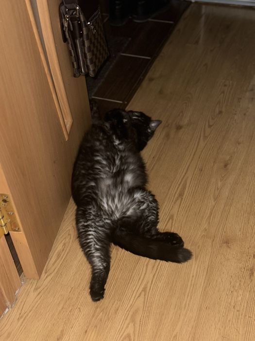 Шотландская кошка в добрые руки