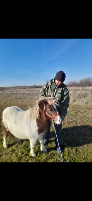 Poneita gestanta 5 ani