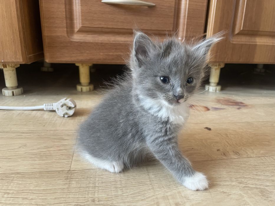 Отдам котят в добрые руки