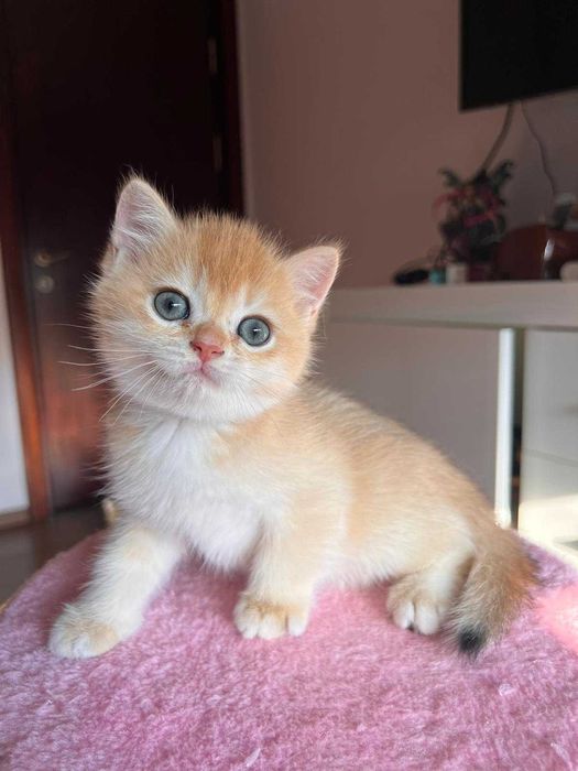 Băiețel adorabil british shorthair golden chinchilla!