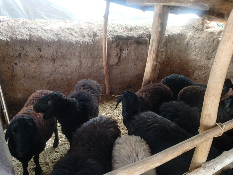 Boʻgʻoz qoʻylar bor ichida qochmiy qoganlariyam bor