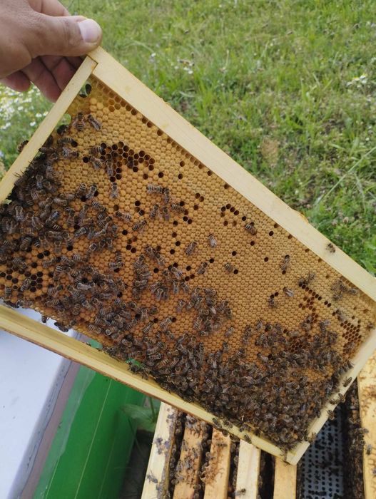 Пчелни отводки 2026