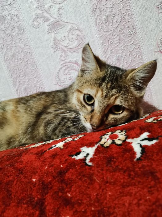 Котенок в добрые руки