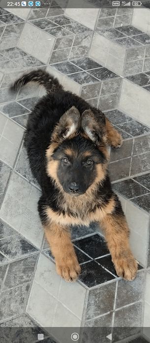 Немецкая овчарка