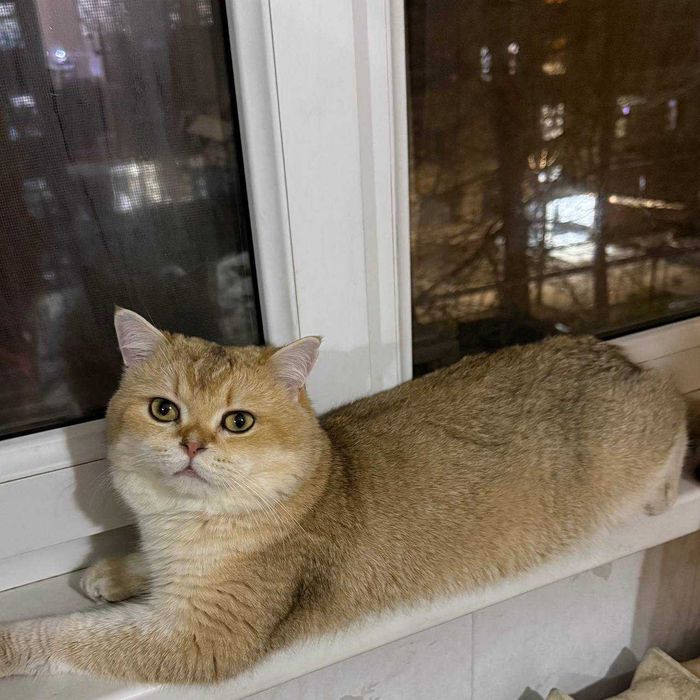 котята золотые шиншиллы