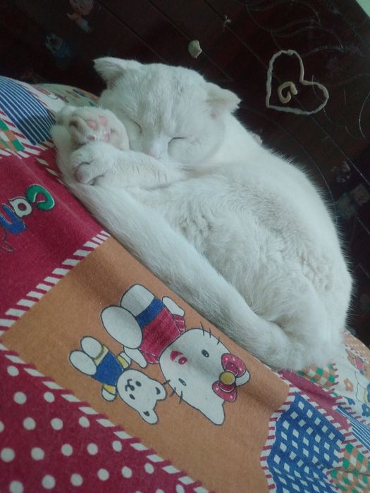 Scottish Fold zotli oppoq mushukcha sotiladi!