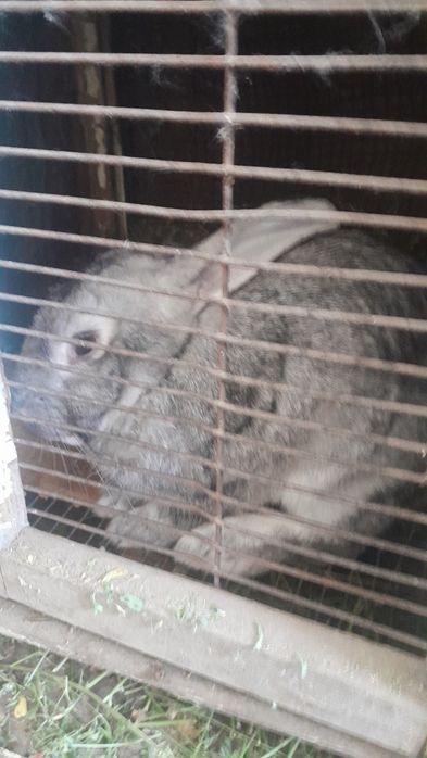 Продам кроликов.