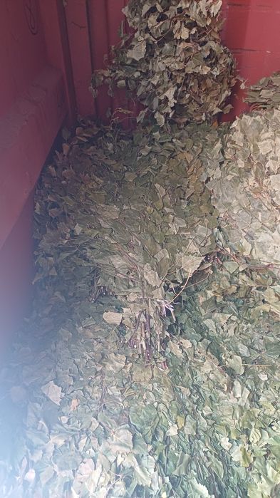 Банные берёзовые веники