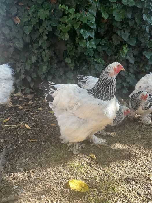 Gaini si cocos Brahma herminat deschis HD
