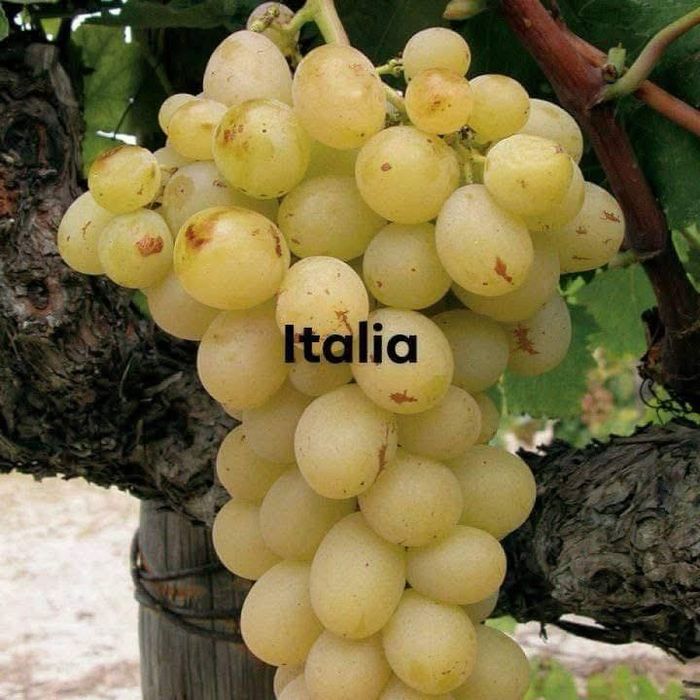 Butasi vita de vie