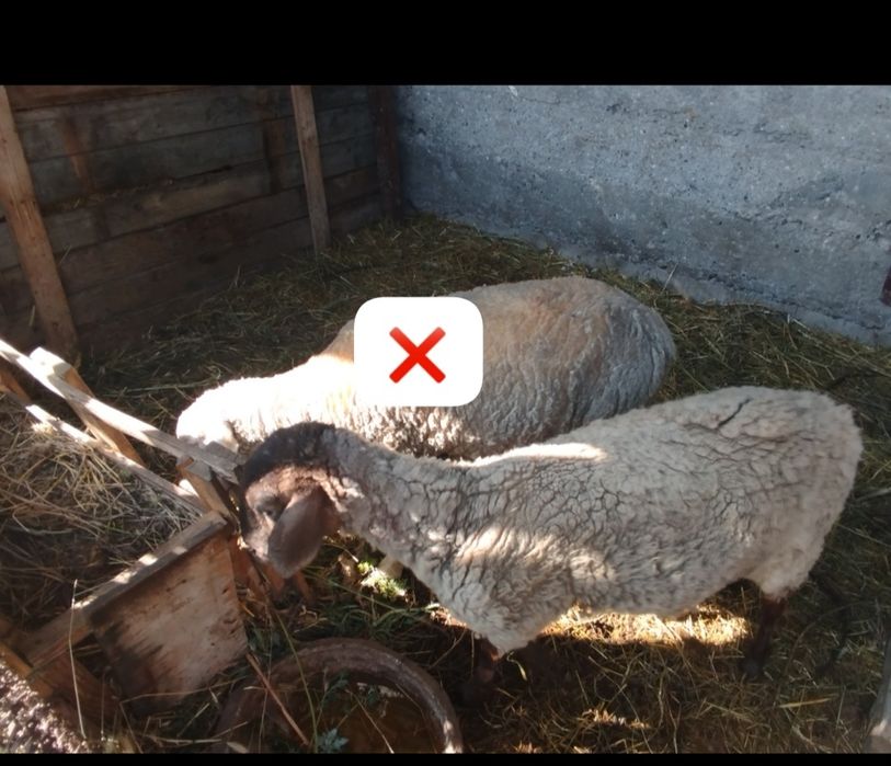 Баран бараны бар