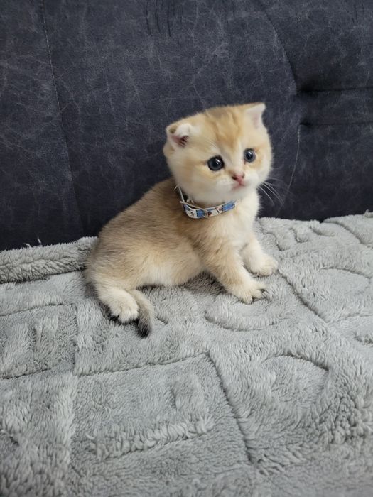 Очаровательные котята породы британская золотая шиншилла