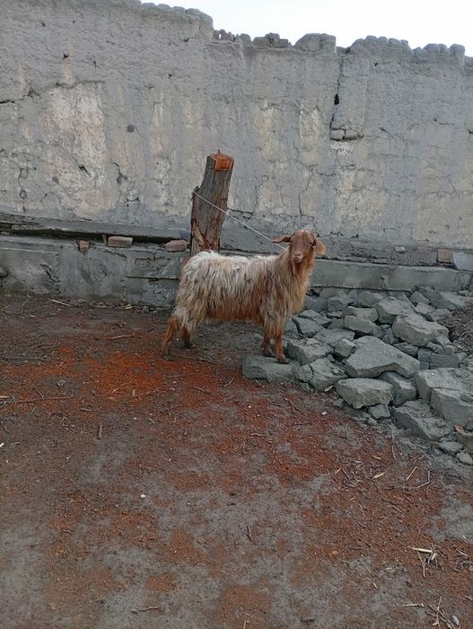 Калшох эчки сотилади