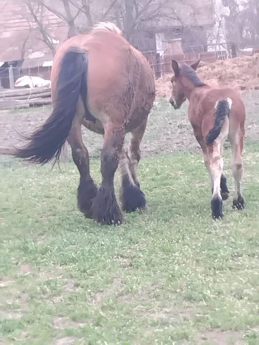 Vând două iepe Ardeneze