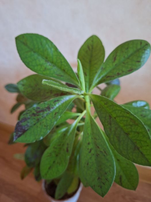 Синадениум.  синадениум