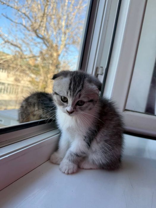 Котенок Фолд  девочка 2месячный скидка будет