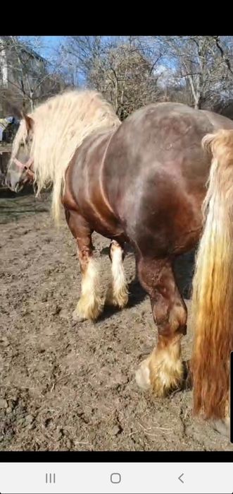 Armasar de monta  Gelu