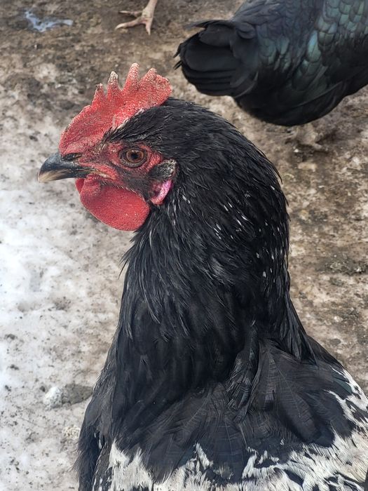 Продам молодых петушков