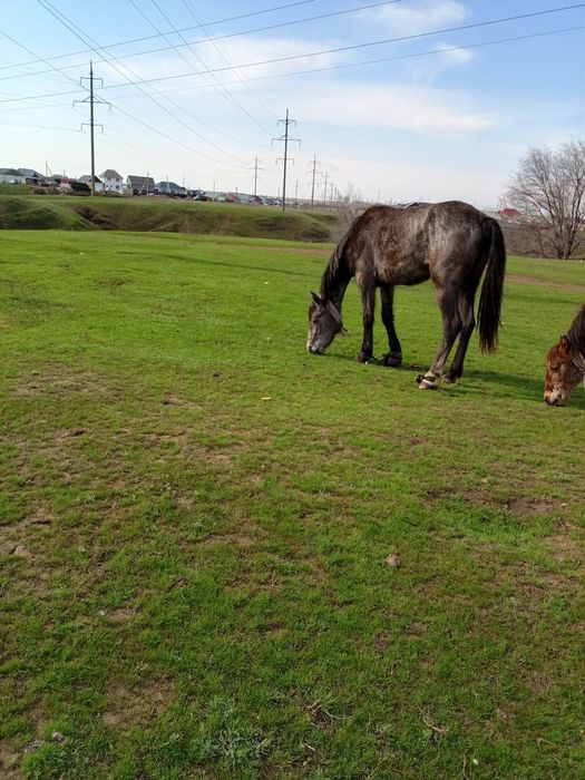 Продается кобылка