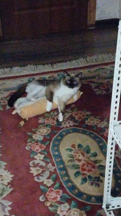 Отдам домашнего котика в хорошие руки