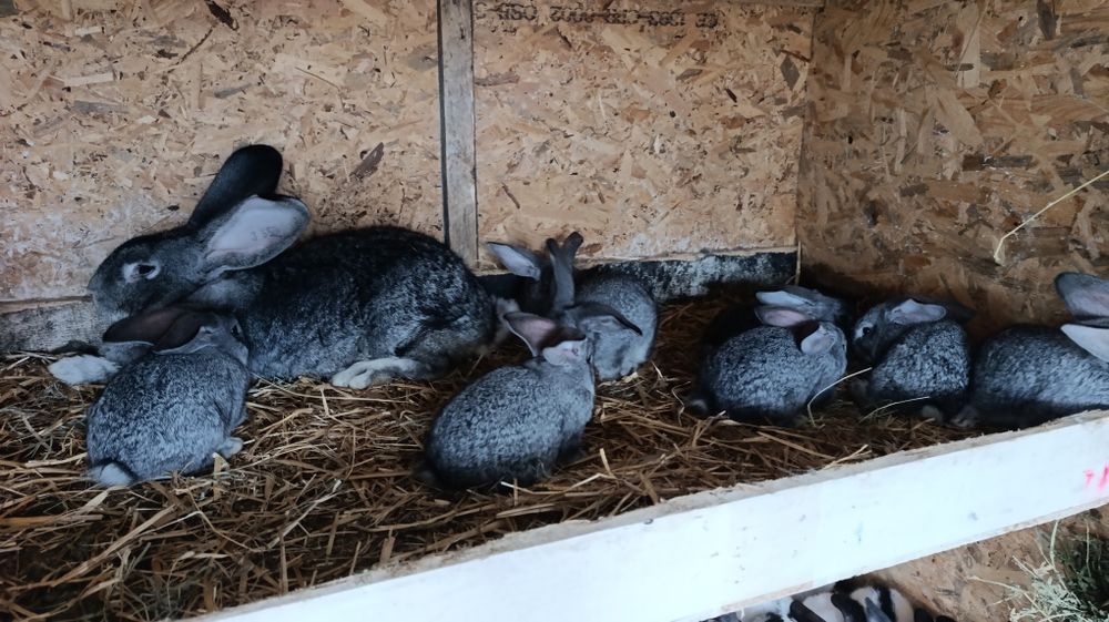 Iepuri Uriaș German Chinchilla și Fluture German