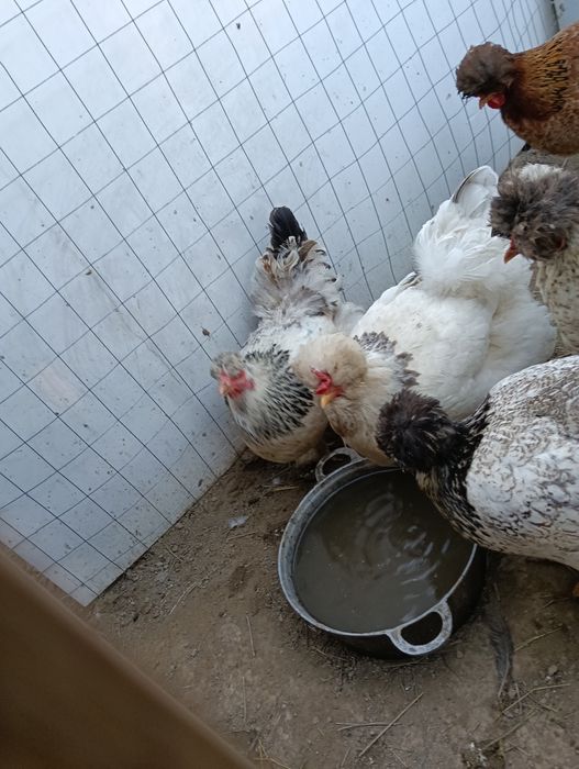 Vând ouă de găină