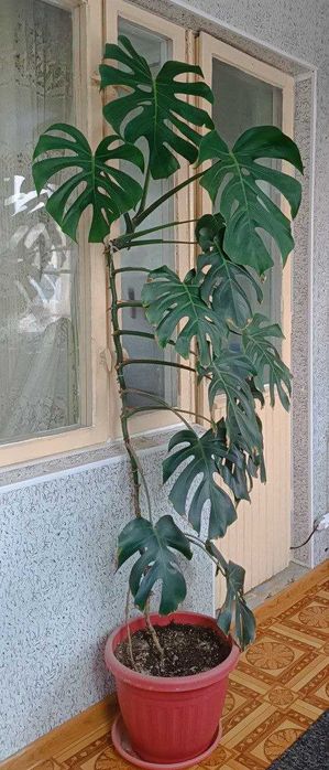 Монстера деликатесная (Monstera deliciosa)