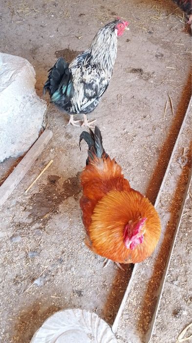 Кораздар сатылады саудасы бар