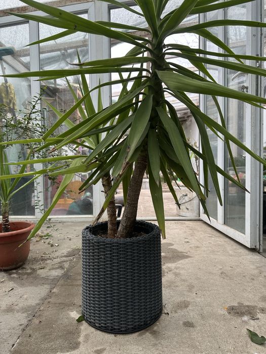 De vanzare planta yucca la ghiveci