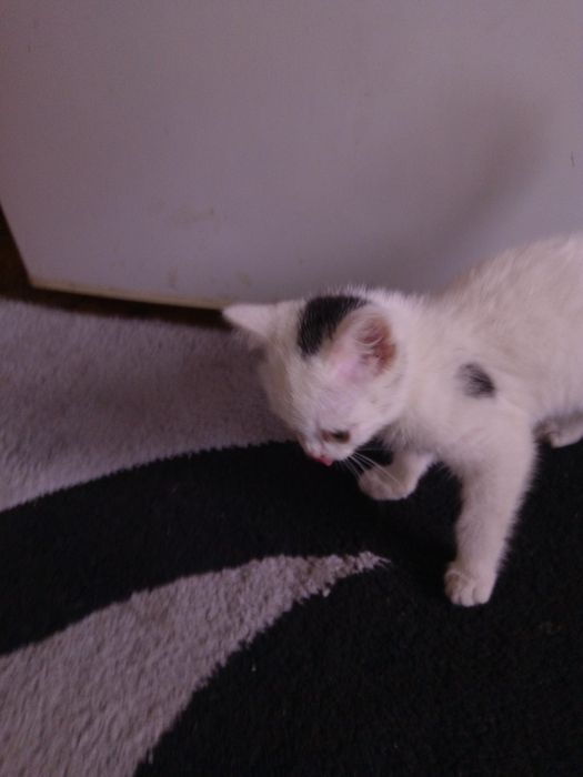 Котенок британец.