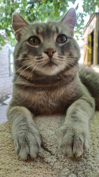 Отдам котика в добрые руки
