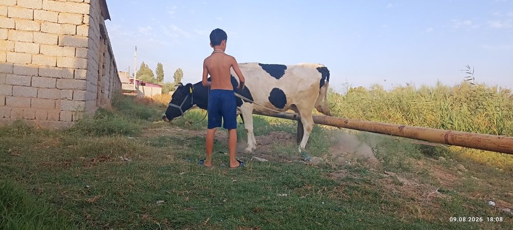 Ona bola sigir sotiladi