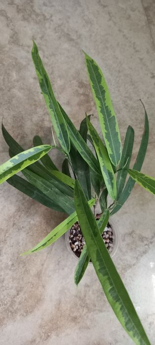 Фикус Али продам