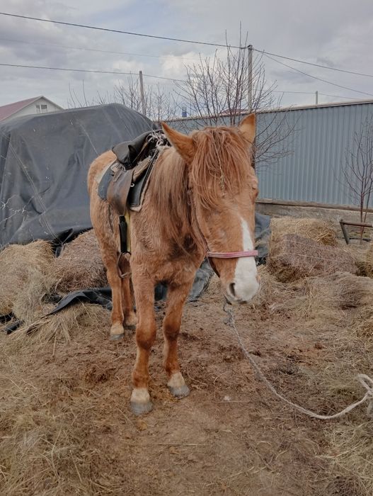 Кунан сатылады. Минги
