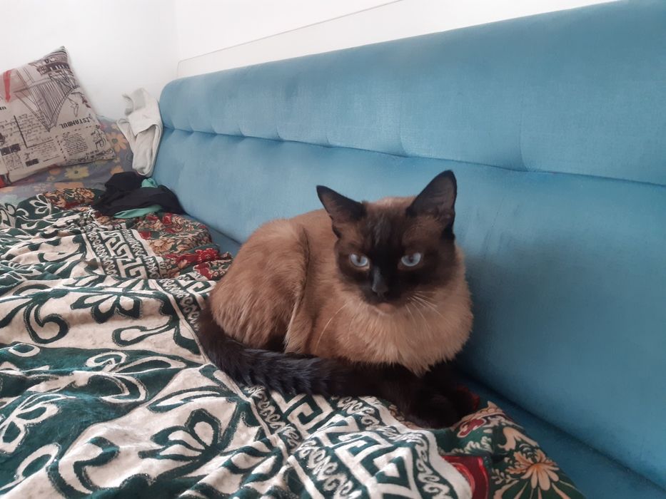 Отдам в хорошим руки кота