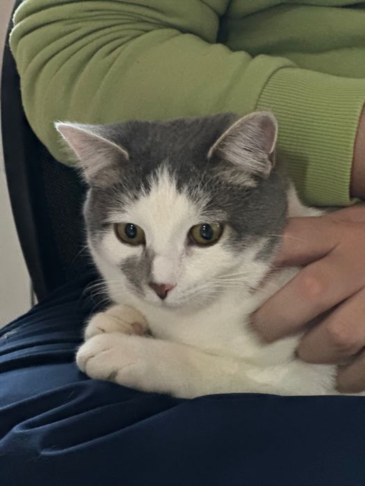 Кошечка красавица