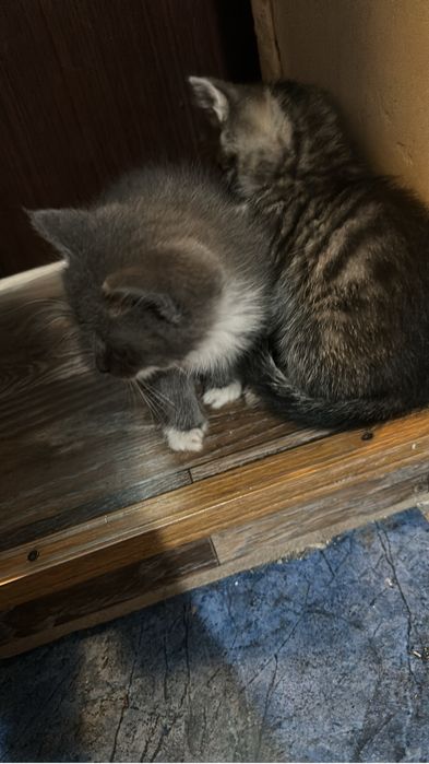 *••* Отдам котяТ  *••*