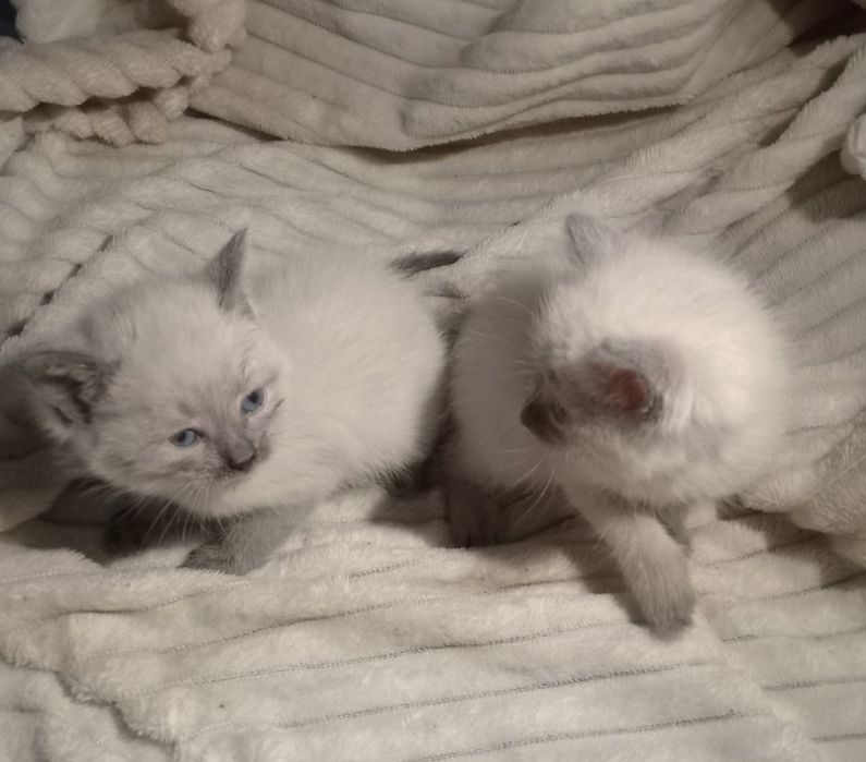 Продаются сиамские котята