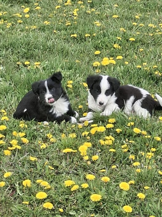 Dau spre adopție 5 căței frumoși